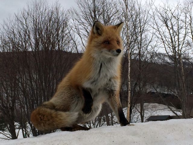 冬、富良野。もこもこのキタキツネも見られるかも★