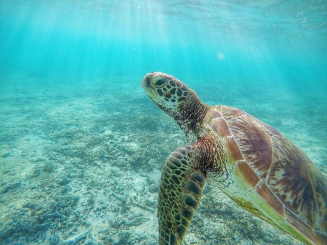 お仕事でウミガメにも出会えるチャンスです♪