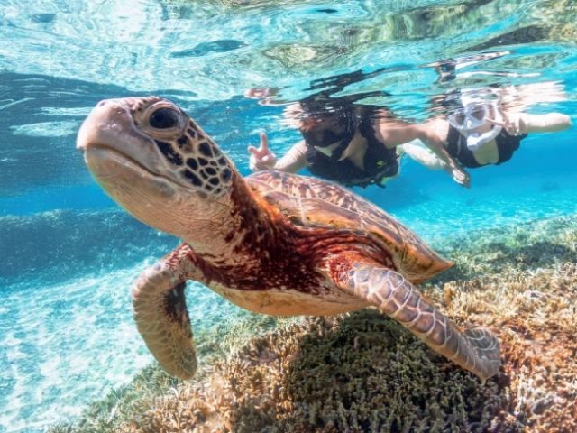 お仕事でウミガメにも出会えるチャンスです♪
