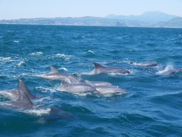 天草にはイルカもたくさん！
お休みの日にはイルカウォッチングもいいですね☆
