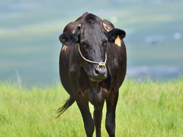 牛にも会えます！
