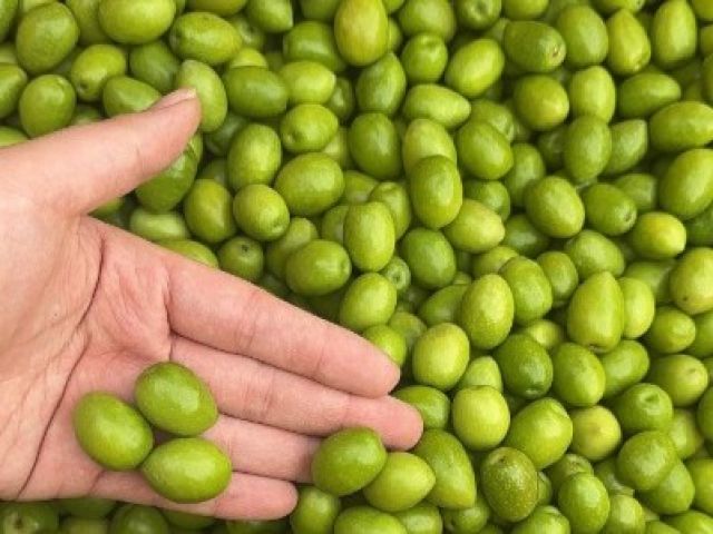 オリーブやみかん、かきなどの果物の栽培が盛んな島です♪