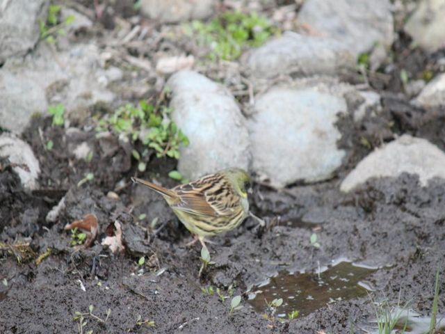 自然いっぱいの秘境♪なかなか行けない、まさに「秘湯」！