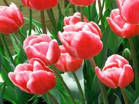 春はチューリップ！季節折々の花々が咲き誇る園内でのお仕事です！