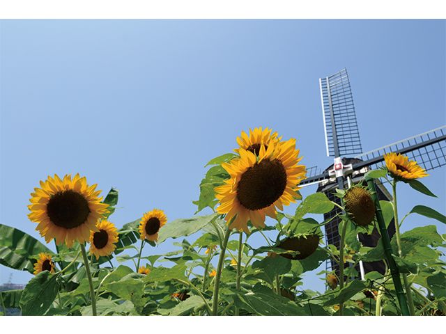 夏はひまわり！季節折々の花々が咲き誇る園内でのお仕事です！