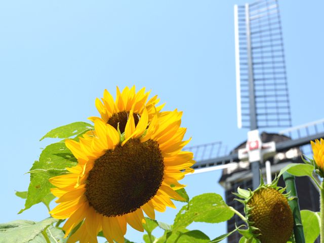 夏はひまわり！季節折々の花々が咲き誇る園内でのお仕事です！