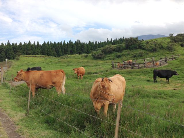 人気の阿蘇にも近いです！