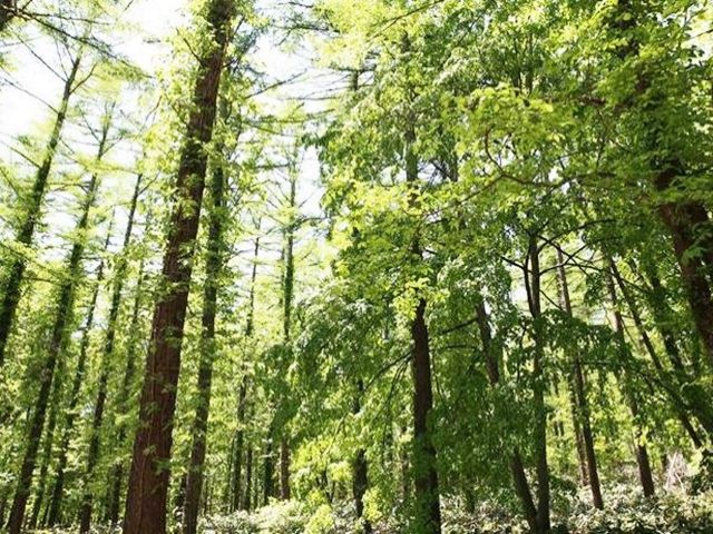 新緑に包まれた大自然を満喫できる「十勝サホロリゾート」