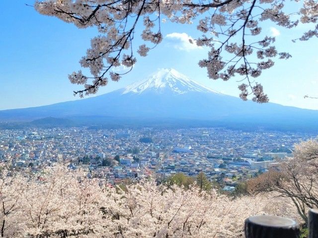 桜の季節はもちろん四季で様々な顔を見せる富士山はやっぱり魅力的です！