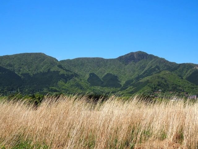 秋の仙石原は「ススキ」が非常に有名です！旅館から徒歩10分程ですよ！