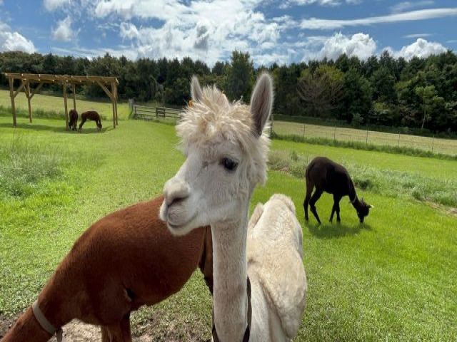 千葉県でも大人気の動物園でお仕事ができます！