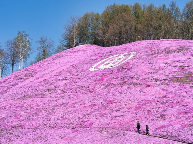 5月頃からは芝桜の絶景が広がります！！