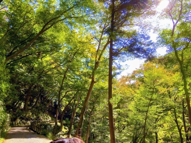 自然が多く落ち着いた場所です！