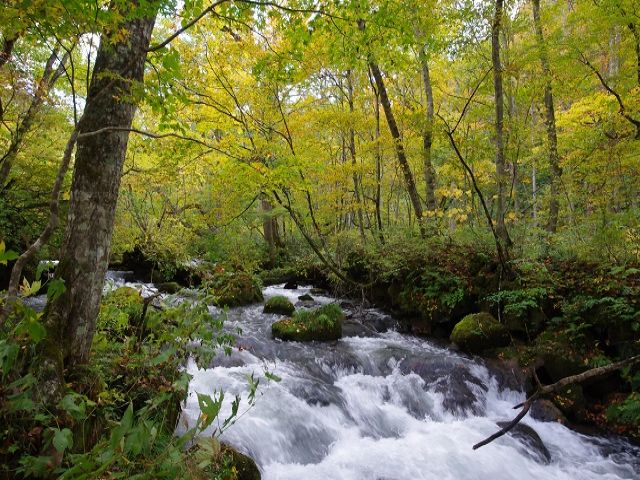 奥入瀬渓流は新緑から紅葉までがトップシーズンです☆