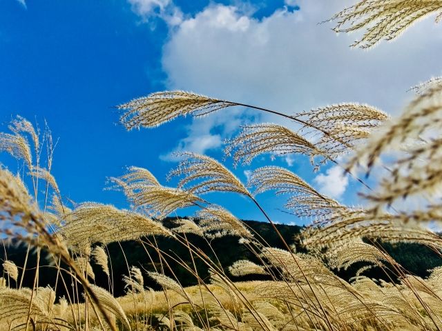 箱根は季節ごとの楽しみ方があります。