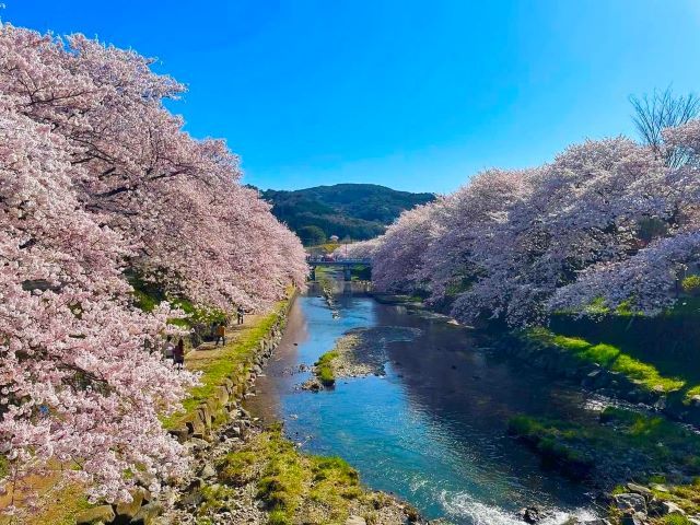 春の山口を満喫♪