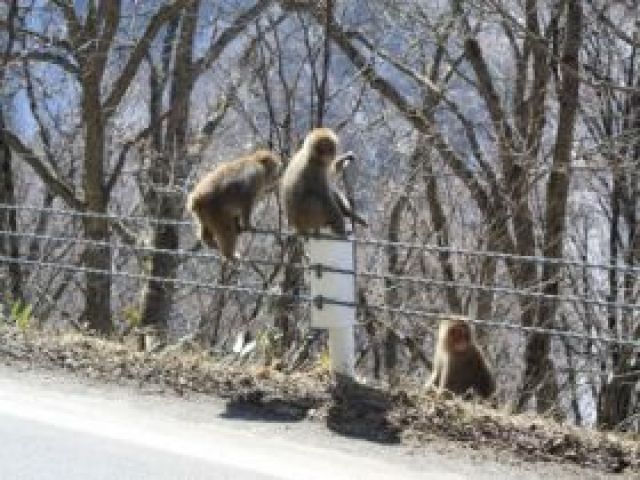 街中に野生動物も多く出現します！