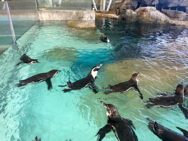 温泉、食べ物はもちろん、観光名所もたくさん！（写真は城崎マリンワールドです）