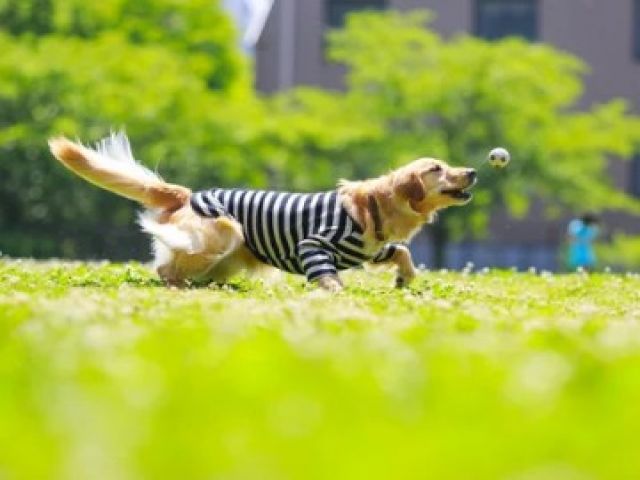 徒歩約5分の敷地内にドッグランが併設されています♪