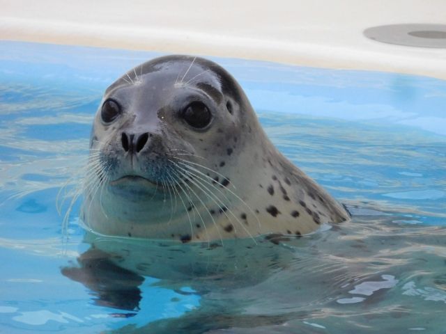 人気のためご応募はお早めに！