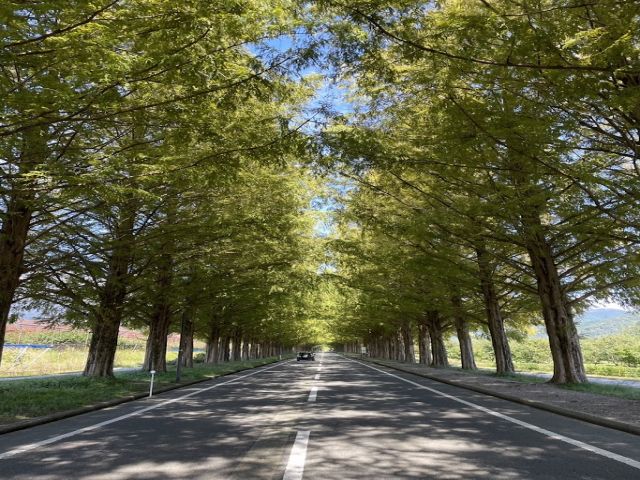 有名なメタセコイア並木♪秋には紅葉が広がります！