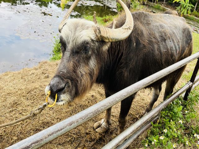 周りの離島にも、ホテル敷地内にも、なんと「水牛」が？！