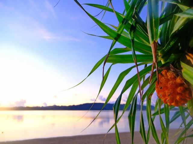 今年の夏は奄美大島で決まり！