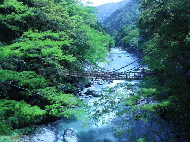 観光名所かずら橋☆行くところはたくさんありますよ～！！