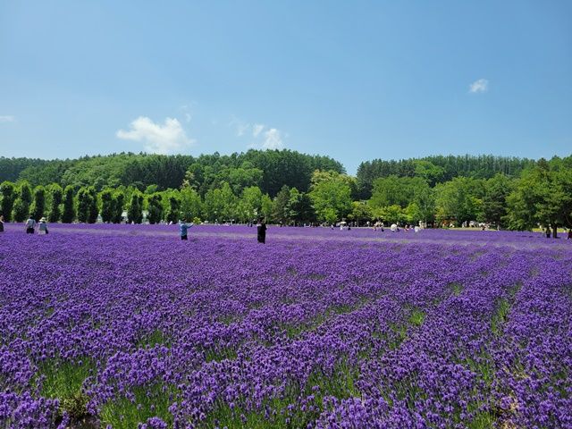 ベストシーズンの富良野をお楽しみください♪