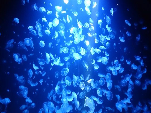 近くには超人気の加茂水族館があります！日本でも珍しいクラゲの水族館でとても幻想的です♪