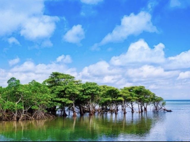 西表島！レアな体験が待っているかも♪ショップには可愛いイリオモテヤマネコグッズがあります！