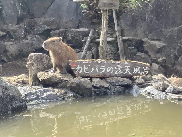 ◇お休みの日には、近くのレジャー施設へ行ってみてください！カピバラさんがたくさんいます！◇