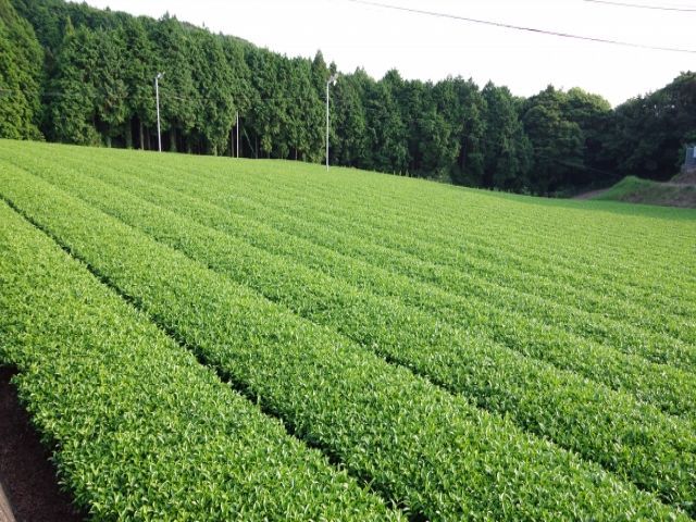 美味しいお茶を飲むこともできますよ！！