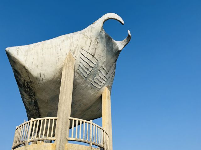 石垣島周辺はマンタの有名なエリアです！