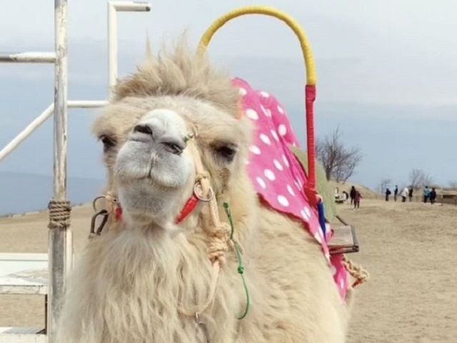 砂丘ではラクダに乗ることが出来ます♪