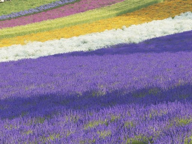 この時期最高のシーズンの富良野♪
