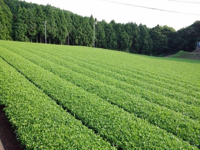 美味しいお茶を飲むこともできますよ！！