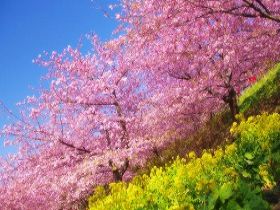 2月頃から咲き始める早咲きの「河津桜」で有名なエリア！