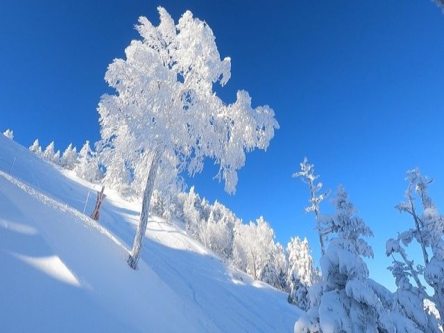 志賀高原は国内最大級規模のスキー場なんです！
ナイター便のバスもあるため勤務後に滑走も！！