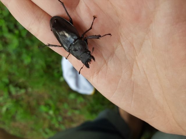 クワガタも取れます！