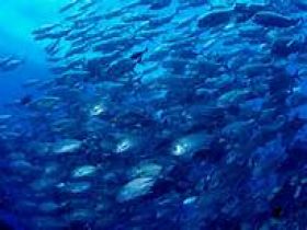クラゲで有名な水族館が近くにあります