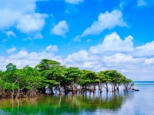 西表島！レアな体験が待っているかも♪ショップには可愛いイリオモテヤマネコグッズがあります！