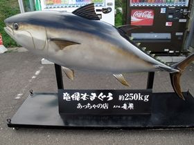 青森と言えば『本マグロ』。他にもイカやホタテなど、海産物が美味しいんです！