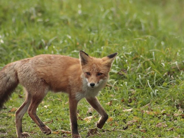 北海道らしい野生の動物にも会えるかも。