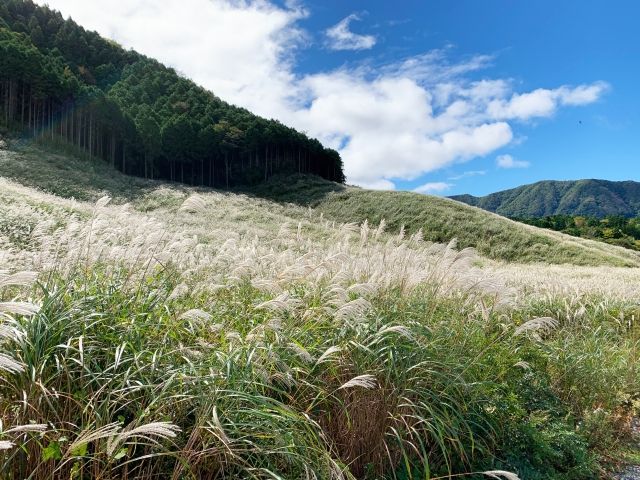 仙石原には広大なススキ原も！