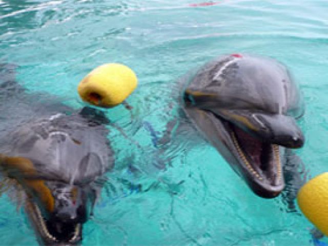 隣接している水族館で癒される事間違いなし。