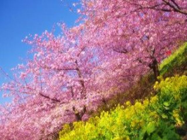 2月頃から咲き始める早咲きの「河津桜」で有名なエリア！