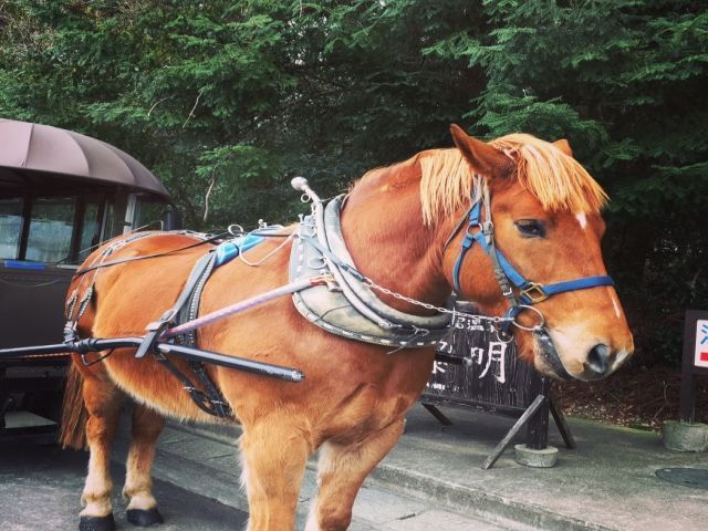 人気エリア由布院でのお仕事です！