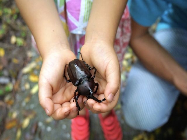 子供たちと一緒に虫捕りや川遊びも！