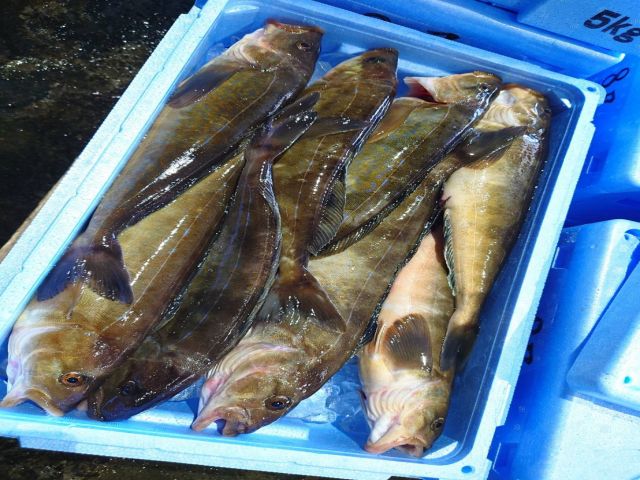 新鮮な海鮮がこんなに身近にある環境♪他ではできない経験をここで。